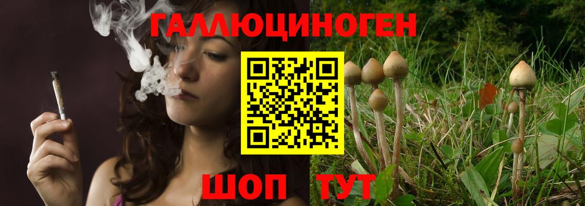 Псилоцибиновые грибы Psilocybine cubensis Большой Камень
